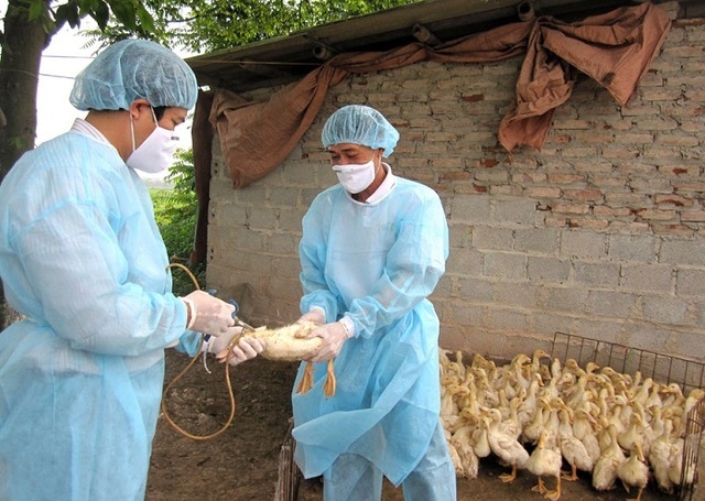 Ministry of Health warns of risk of H5N1 avian influenza entering Vietnam